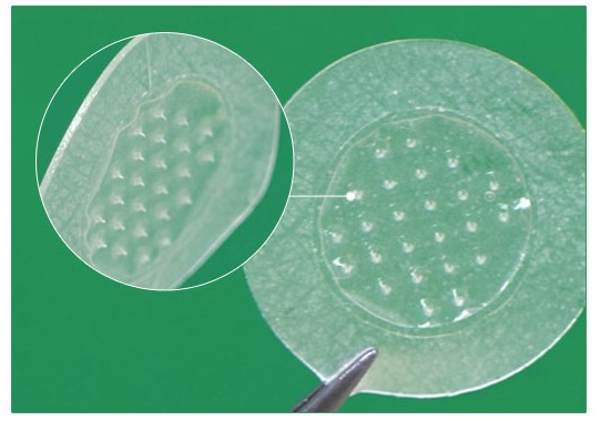 モルモットの寿命は何年？長生きさせる5つの秘訣と老後のケアを専門家が解説