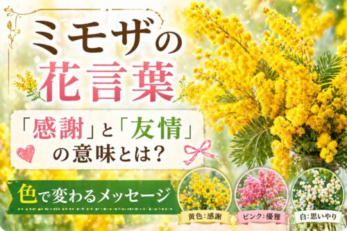 ミモザの花言葉は「感謝」と「友情」。色で変わる意味と3月8日ミモザの日の贈り方