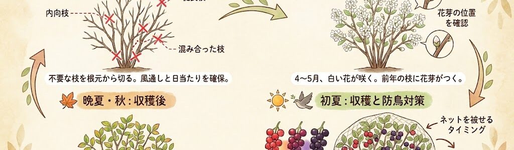 ジューンベリーの育て方完全ガイド｜失敗しない剪定・収穫・シンボルツリーの魅力