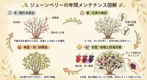 ジューンベリーの育て方完全ガイド｜失敗しない剪定・収穫・シンボルツリーの魅力