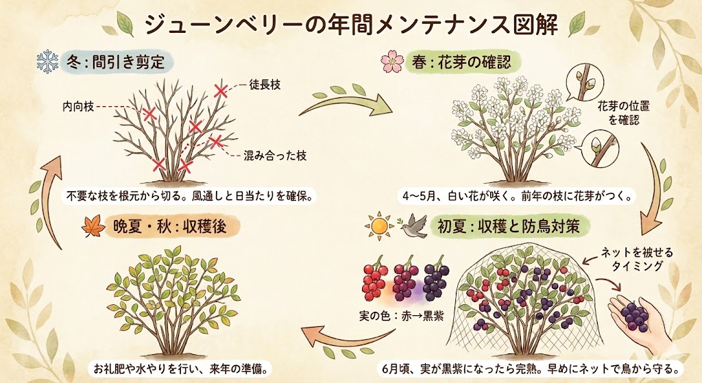 ジューンベリーの育て方完全ガイド|失敗しない剪定・収穫・シンボルツリーの魅力