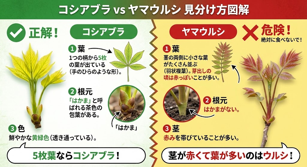 【山菜の女王】コシアブラの魅力・見分け方・絶品レシピを完全ガイド