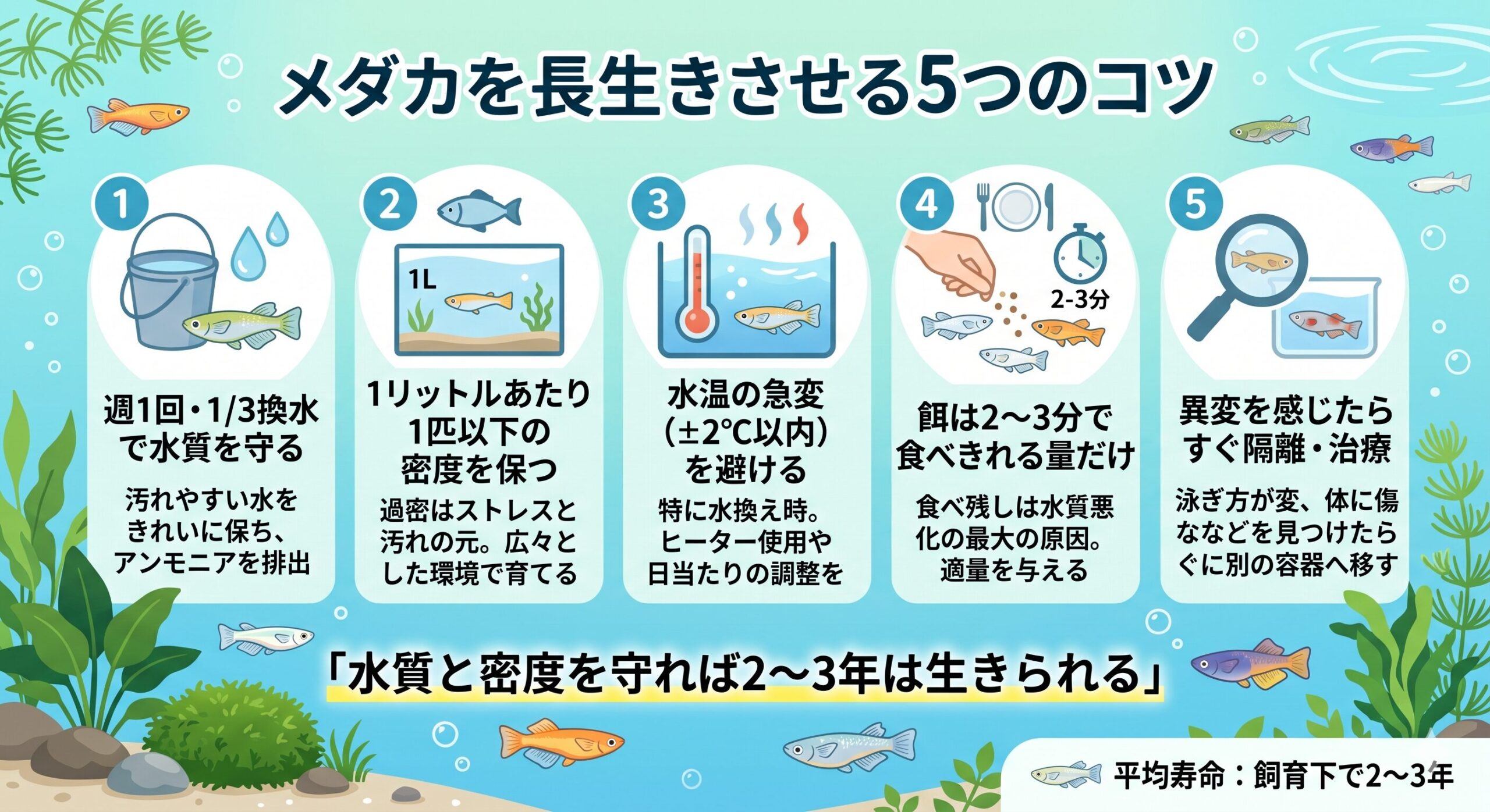 メダカの寿命は何年?長生きさせるコツと死因・飼育環境の整え方を解説